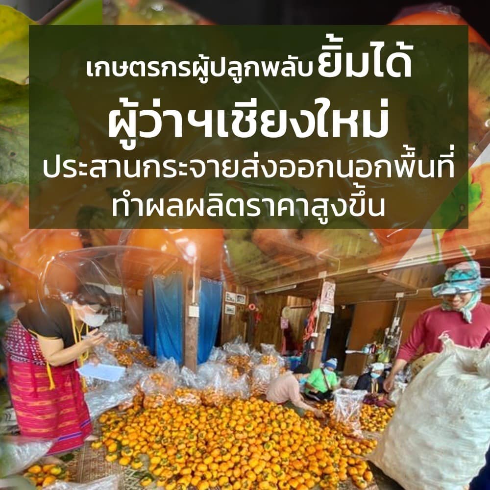 ลูกพลับ